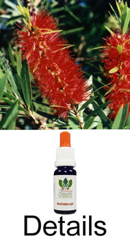 BOTTLEBRUSH Australian Flower Essences Australische Buschblüten