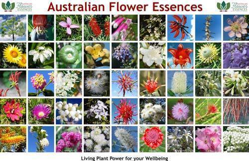 Poster of Love Remedies Australian flower essences