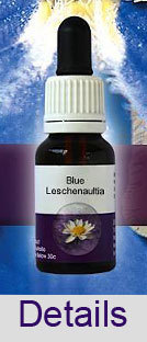 BLUE LESCHENAULTIA Living Essences  Buschblüten